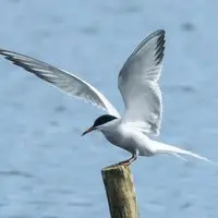 Les oiseaux du parc montsouris