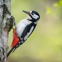 Les oiseaux du lac Daumesnil au bois de Vincennes