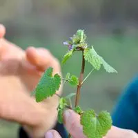 Découvrez les plantes sauvages de la Coulée Verte