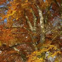 Reconnaître les arbres au Parc Floral, Bois de Vincennes